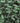 Mentolin Menta Fresca com açúcar · 200 g.